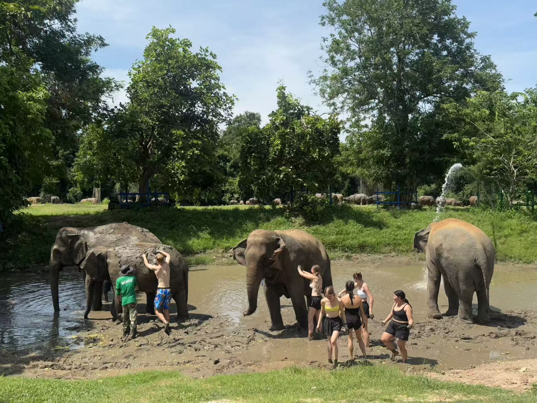 elephant 1
